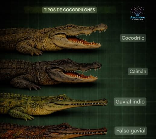 GUÍA RÁPIDA: No todos los “cocodrilos” son iguales